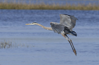 Adult in Flight