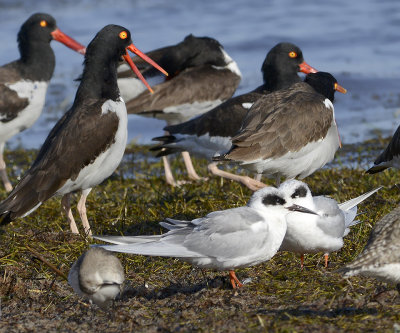 Forsters Terns with American Oystercatchers 
