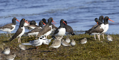 American Oystercatchers with Terns and Plovers