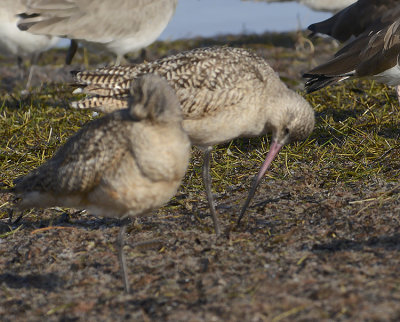 Marbled Godwits 