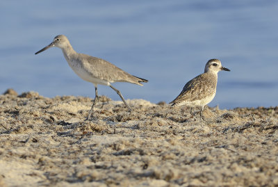 Willet and Black-bellied Plover 
