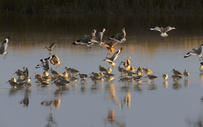 Shorebirds at Sunset 