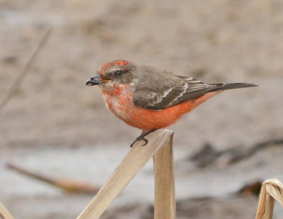 1st Year Male with Beetle