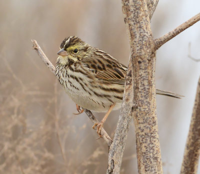 Savannah Sparrow 