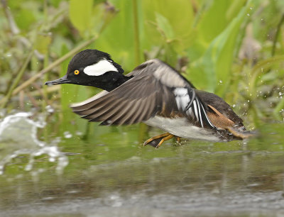 Hooded Merganser