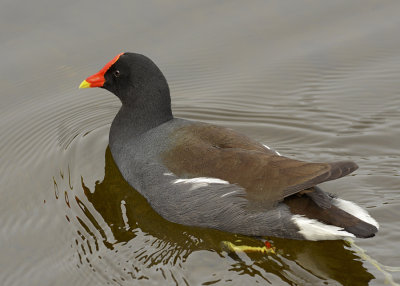 Breeding Adult