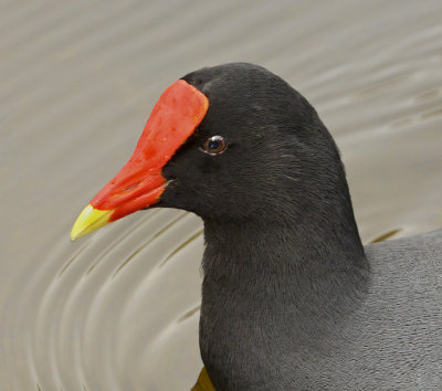 Breeding Adult