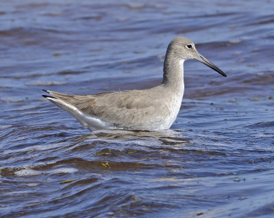 Non-breeding Adult