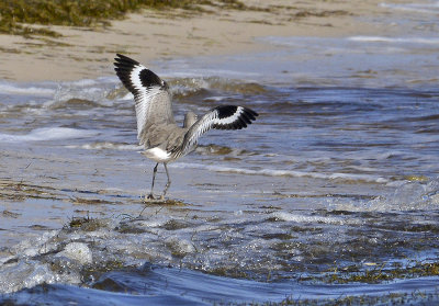 Non-breeding Adult Departing
