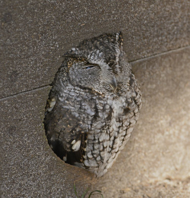 Eastern Screech Owl 