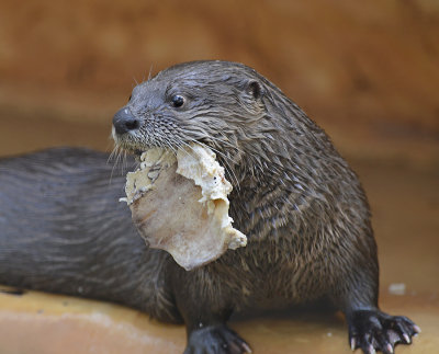 North American River Otter