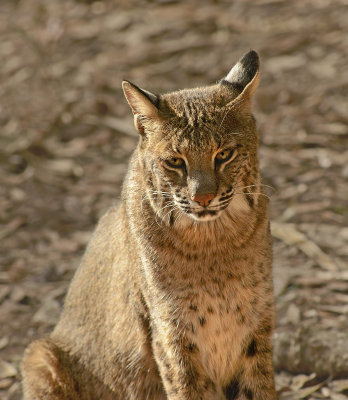 Bobcat (Captive)