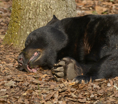 Florida Black Bear (Captive)