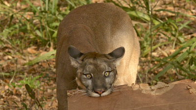 Florida Panther (Captive)