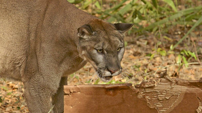 Florida Panther Video