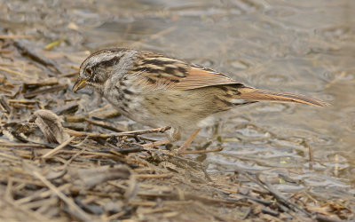 Swamp Sparrow 
