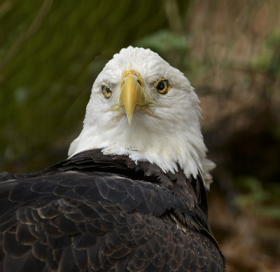 Bald Eagle