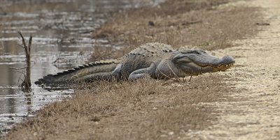 Giant Alligator Eufaula NWR
