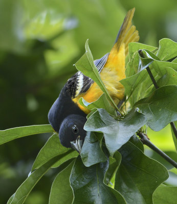 Adult Male