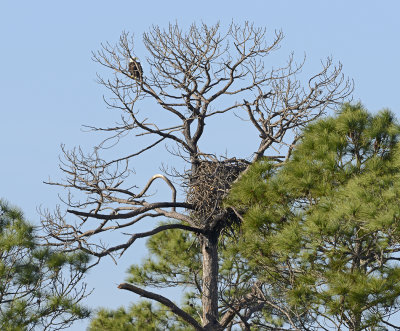 Adult Near Nest