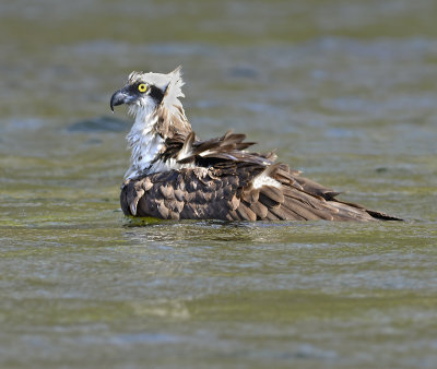 Adult  in Water 
