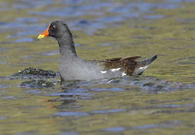 Breeding Adult