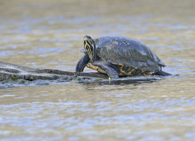 Suwannee Cooter  