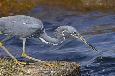 Breeding Adult Fishing