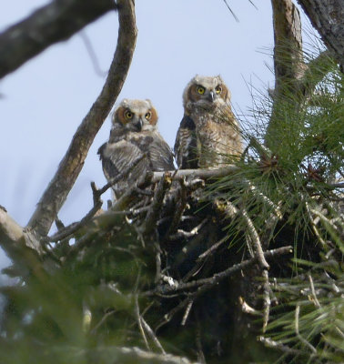 Great Horned Owlet Pair in Nest