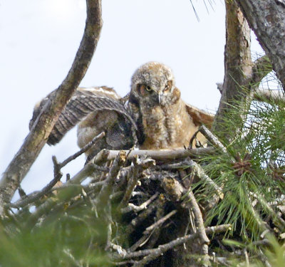Great Horned Owlet Trying out Wings