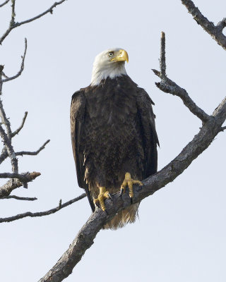 Adult in Tree
