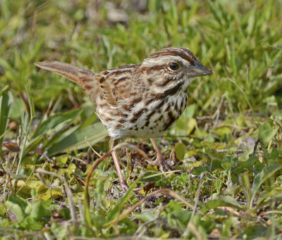 Song Sparrow 