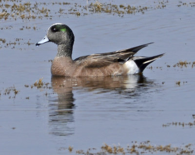 American Wigeon 