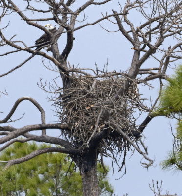 Adult Near Nest