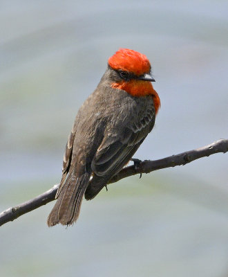 Adult Male