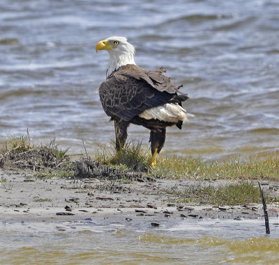 Adult on Small Lake Island