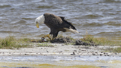 Adult on Island with Prey
