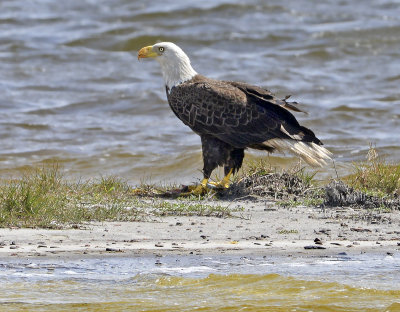Adult with Prey