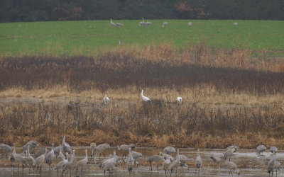 Whooping and Sandhill Cranes at Wheeler NWR