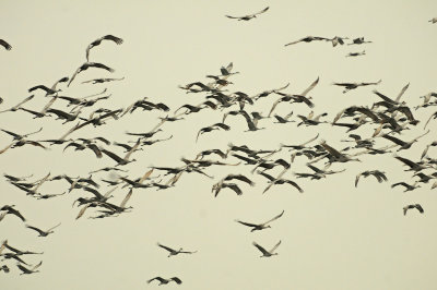 Sandhill Cranes Arriving by the Thousands