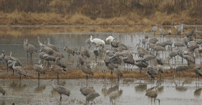 Whooping and Sandhill Cranes
