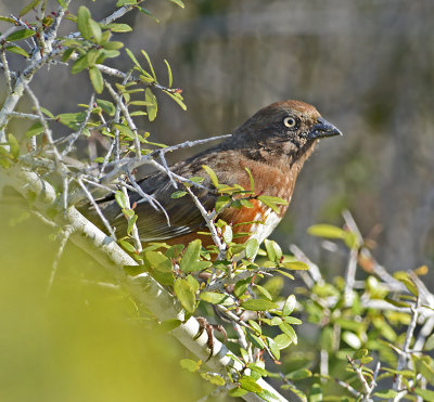 Adult Female (White-eyed)