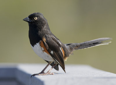 Adult Male (White-eyed)