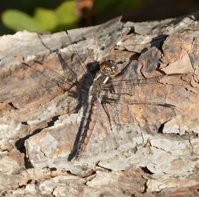 Blue Corporal