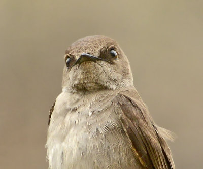Northern Rough-winged Swallow Video