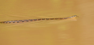 Midland Water Snake 
