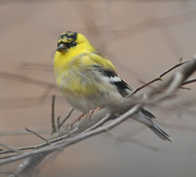 Adult Male