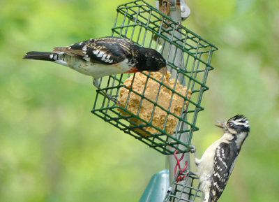 Grosbeak Feeding Competition Video