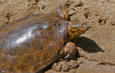 Gulf Coast Spiny Sofshell Turtle