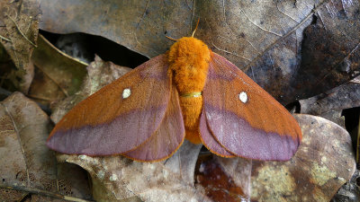Pink-striped Oakworm Moth (Female)(7723)
